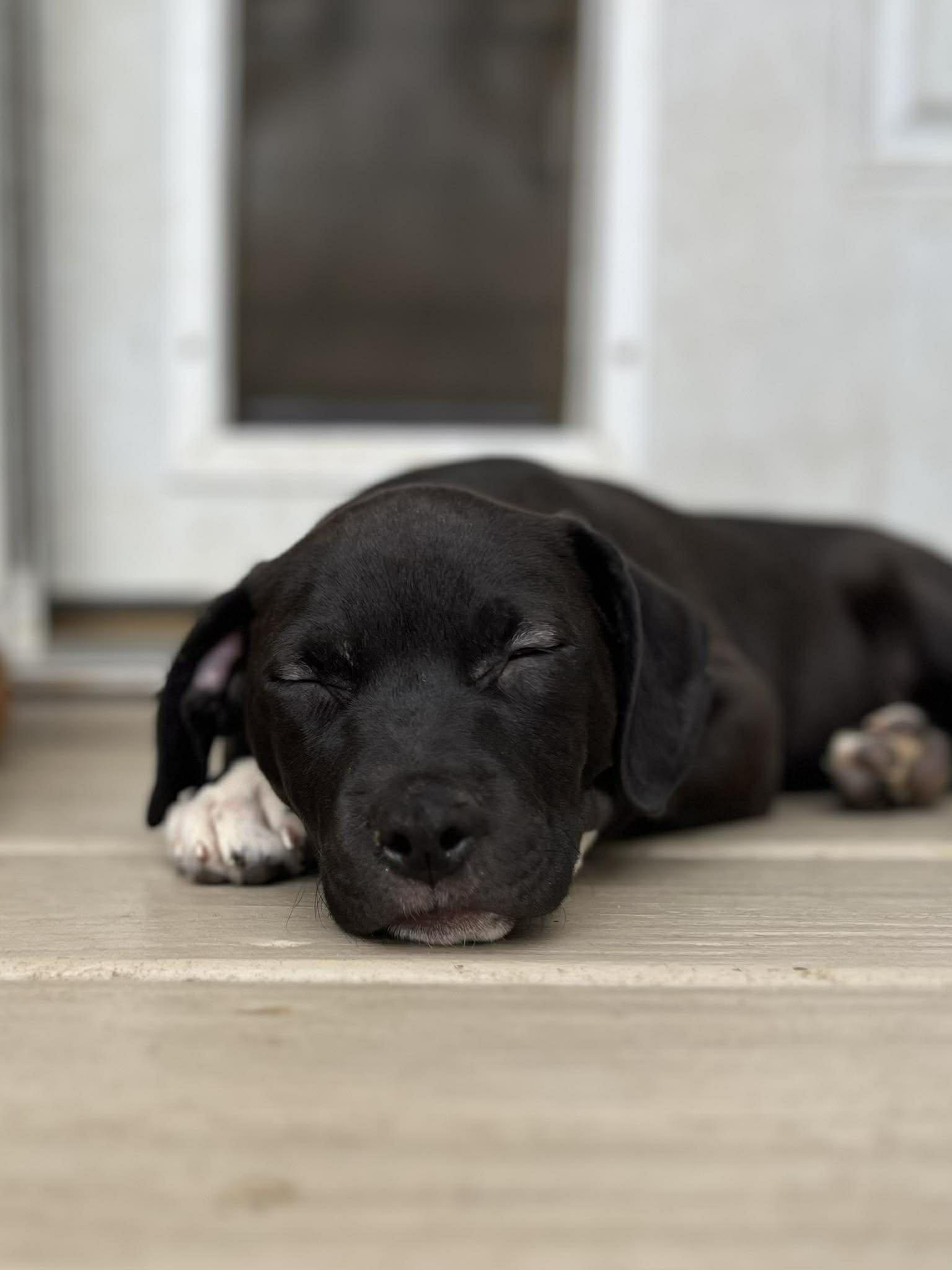 Enlarge Velma, an adopted mixed breed in Ayden, NC image 2/6