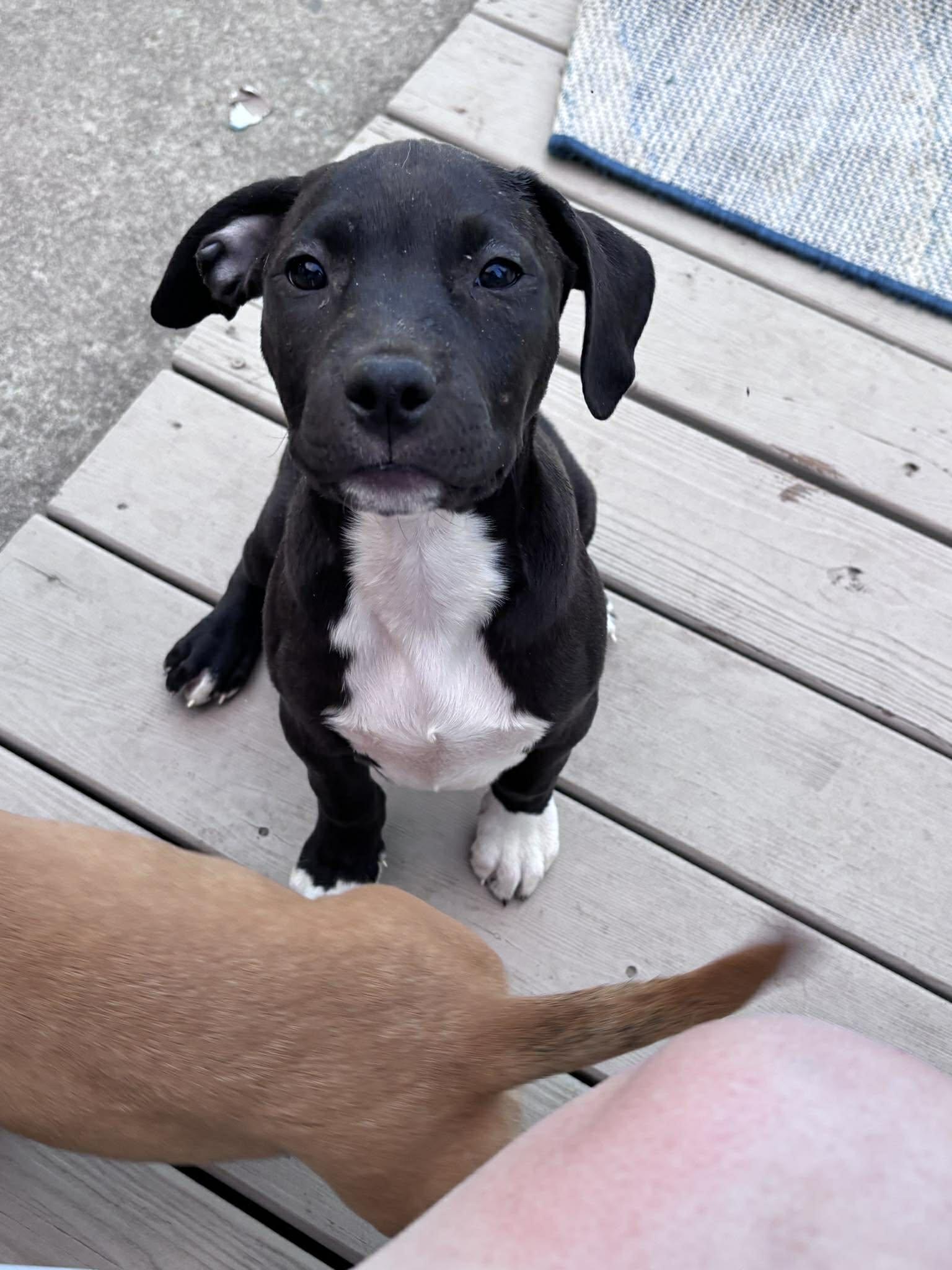 Enlarge Velma, an adopted mixed breed in Ayden, NC image 6/6