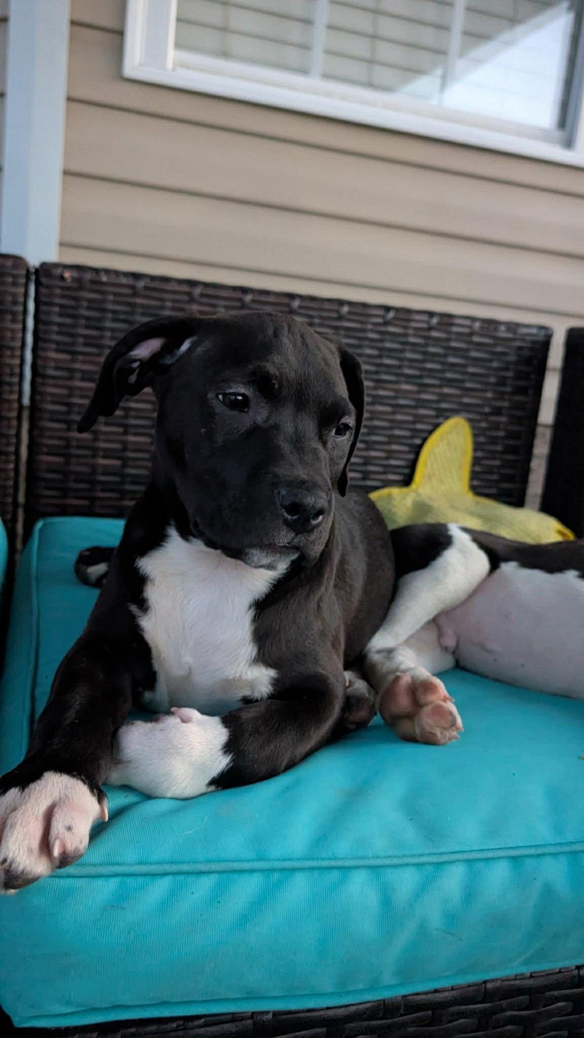 Enlarge Velma, an adopted mixed breed in Ayden, NC image 5/6