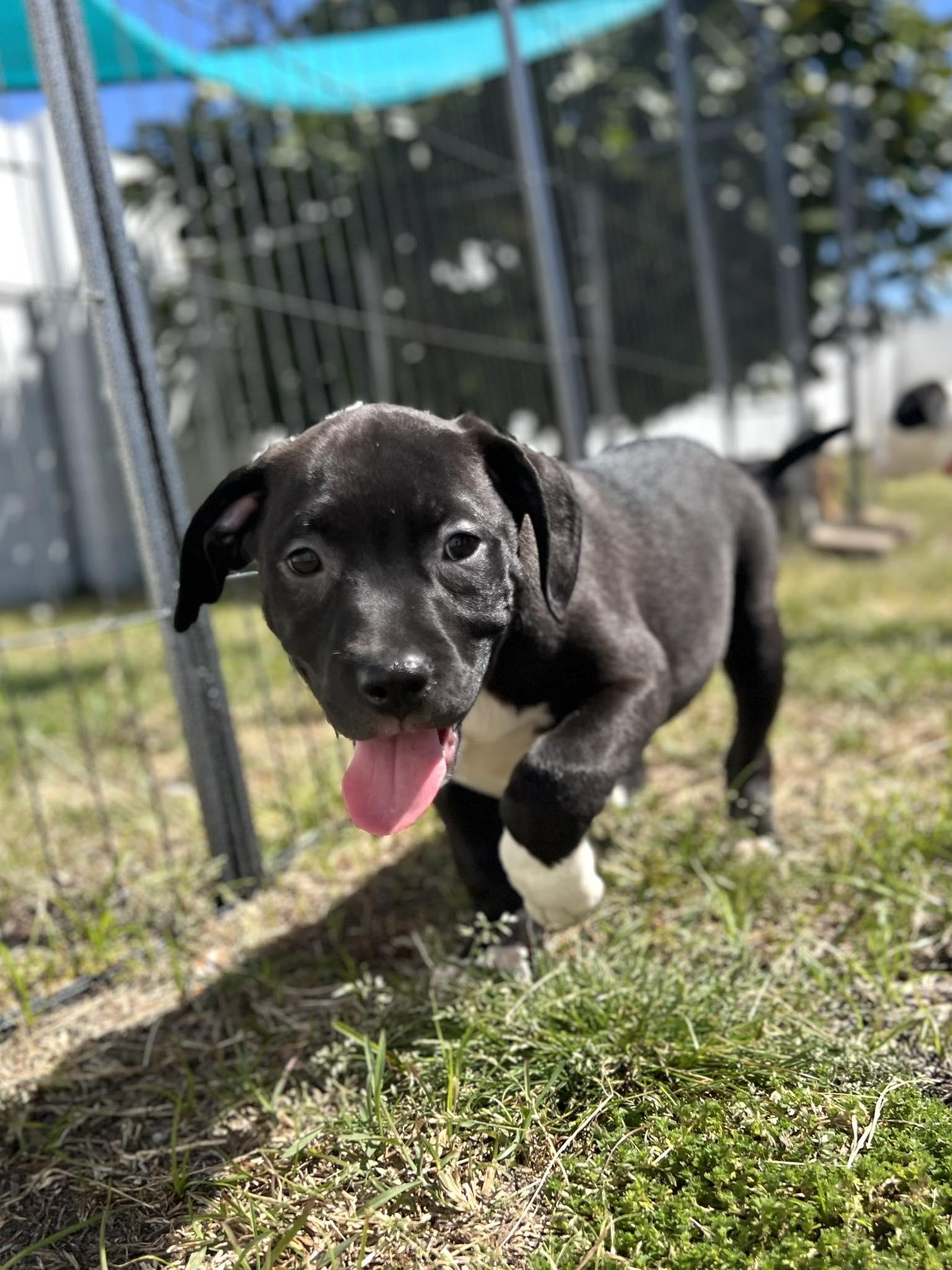 Enlarge Velma, an adopted mixed breed in Ayden, NC image 3/6
