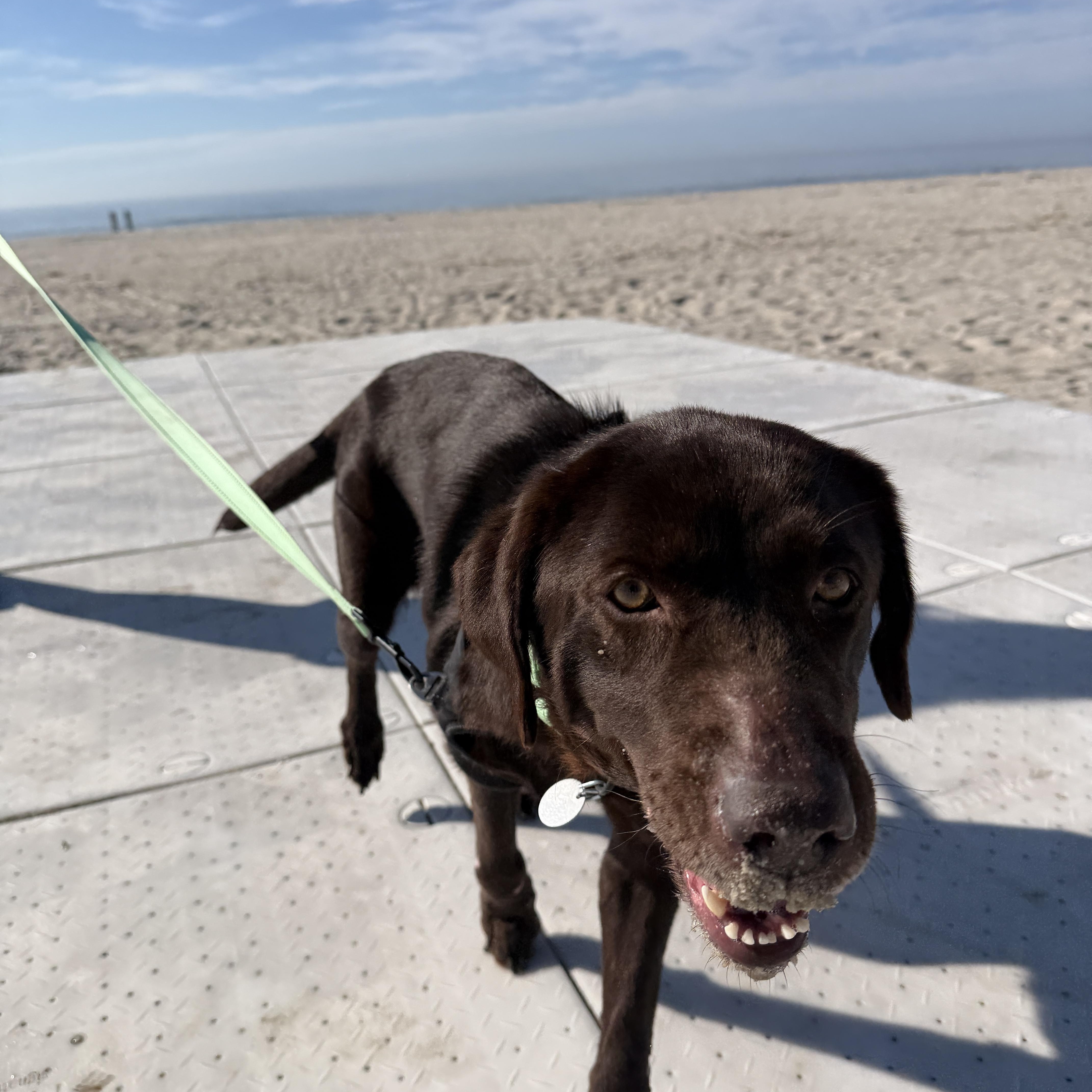 Enlarge Nyssa, a ADOPTABLE Chocolate Labrador Retriever in Warrington, PA image 3/5