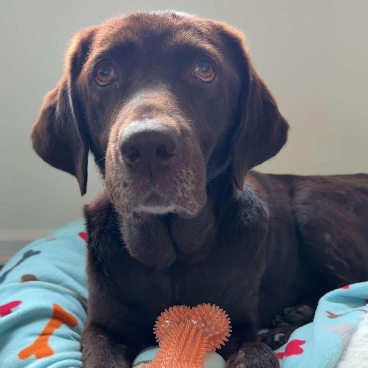 Enlarge Nyssa, a ADOPTABLE Chocolate Labrador Retriever in Warrington, PA image 1/5