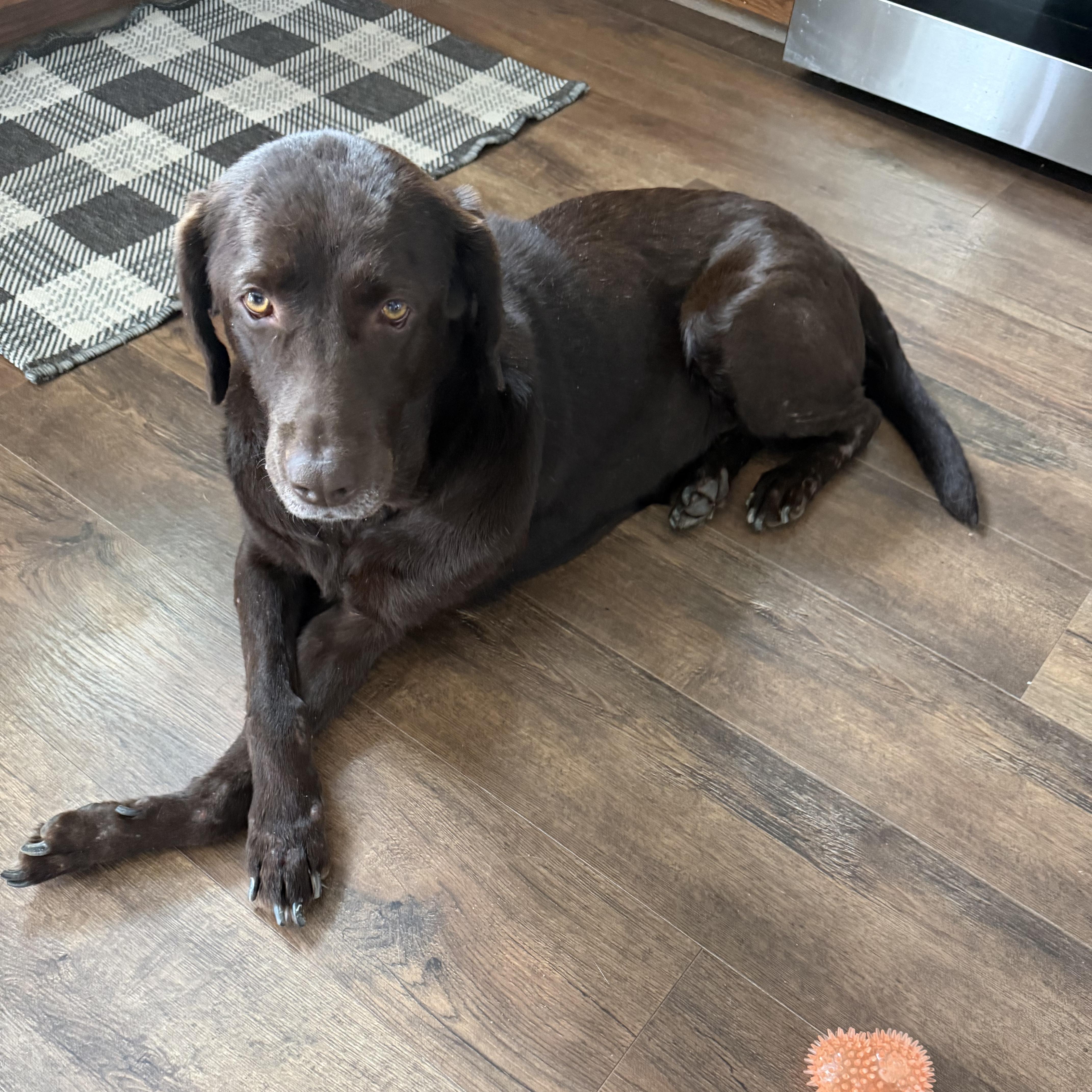 Enlarge Nyssa, a ADOPTABLE Chocolate Labrador Retriever in Warrington, PA image 4/5