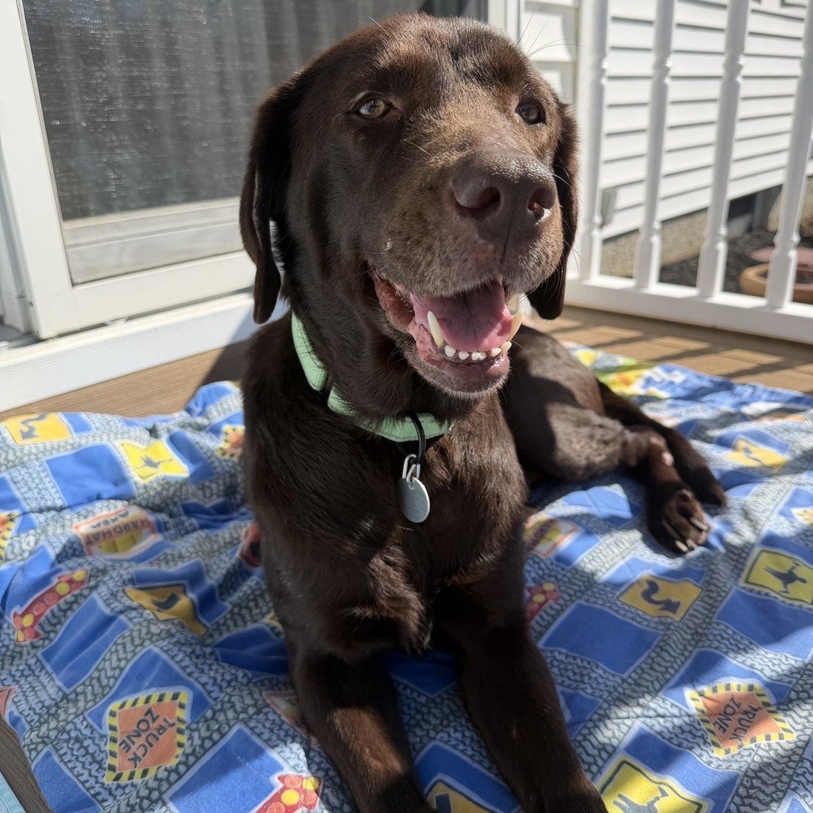 Enlarge Nyssa, a ADOPTABLE Chocolate Labrador Retriever in Warrington, PA image 2/5