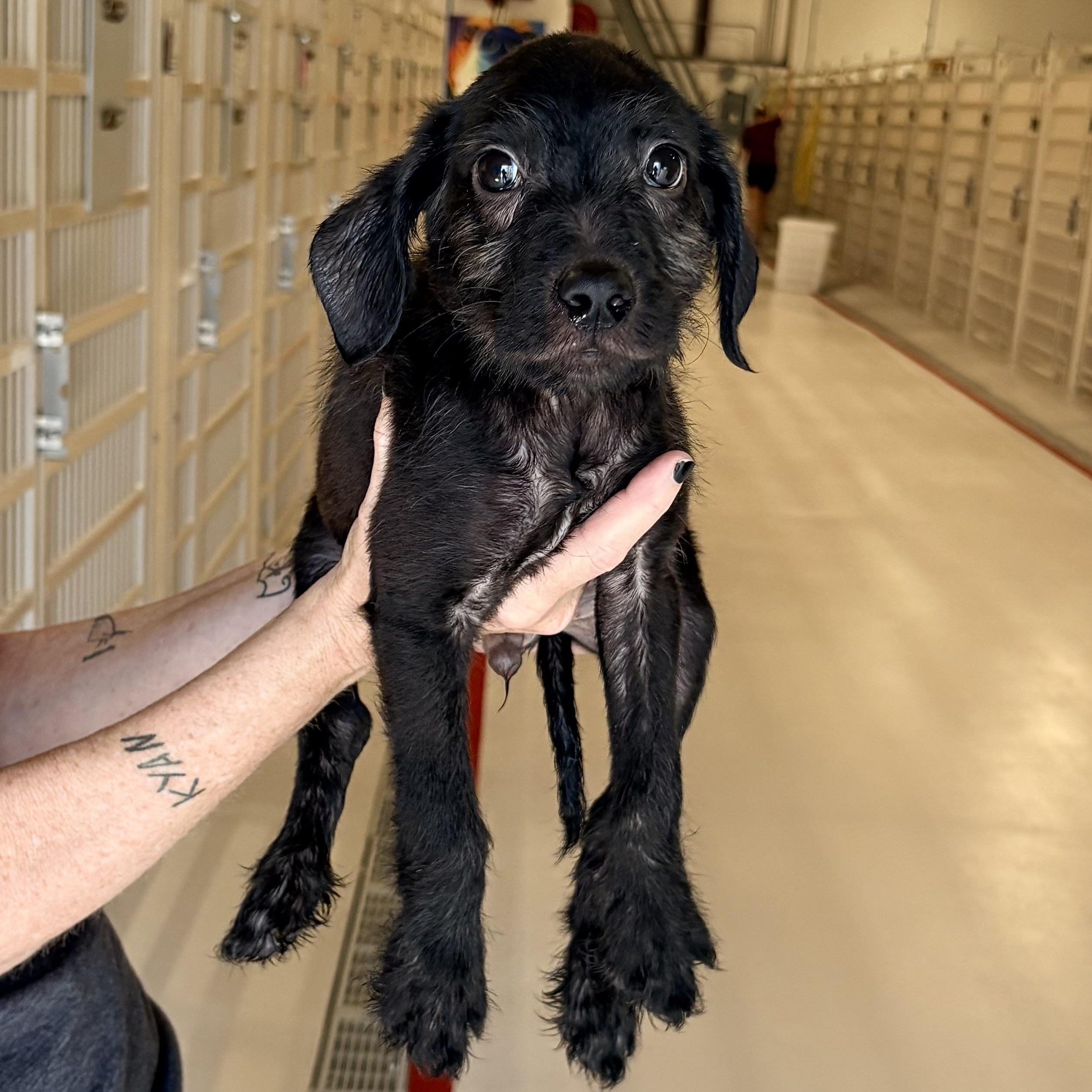 Enlarge Koozie, a ADOPTABLE Black Labrador Retriever in Chicago, IL image 1/1