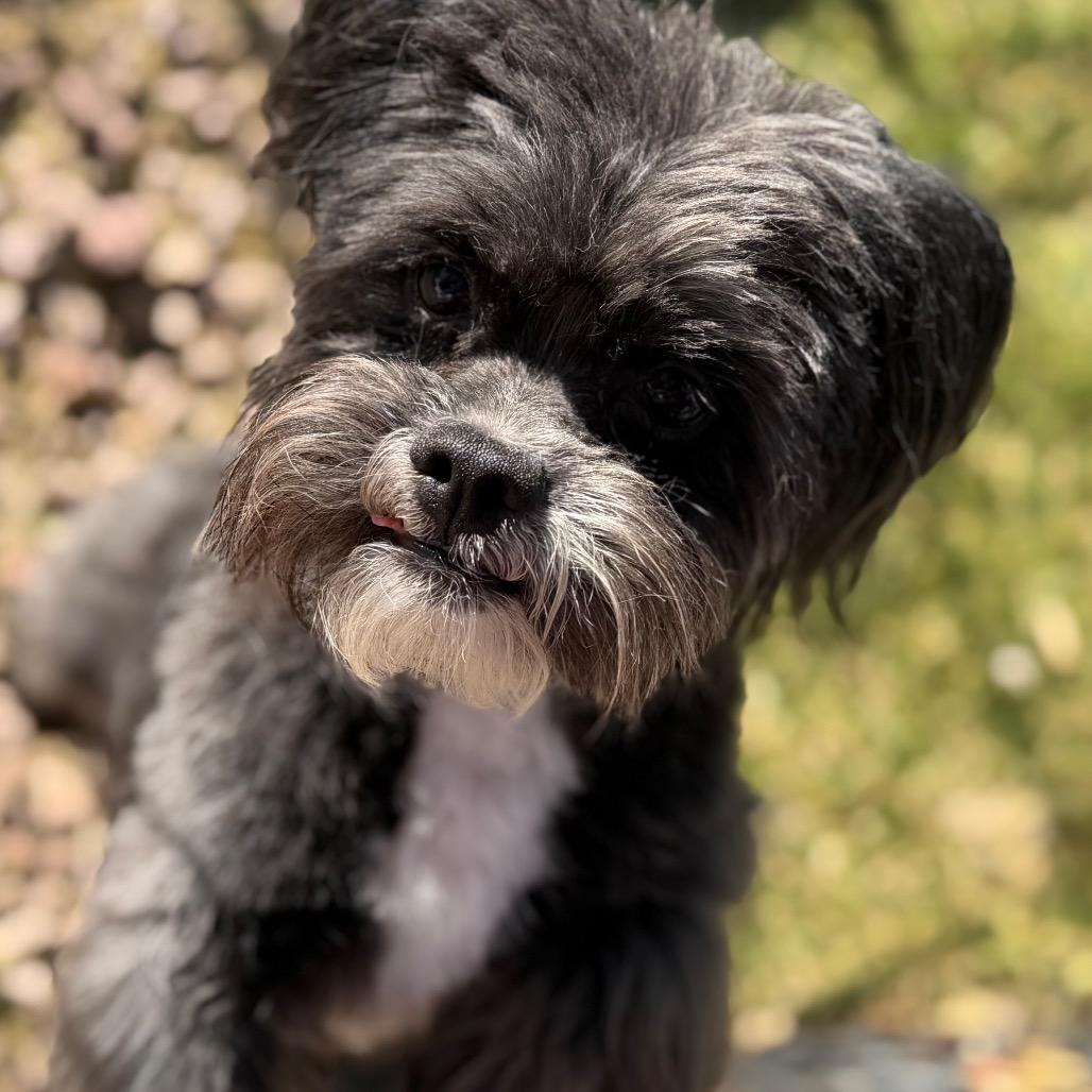 Drexel, a Adoptable mixed breed in Phoenix, AZ image 1/6