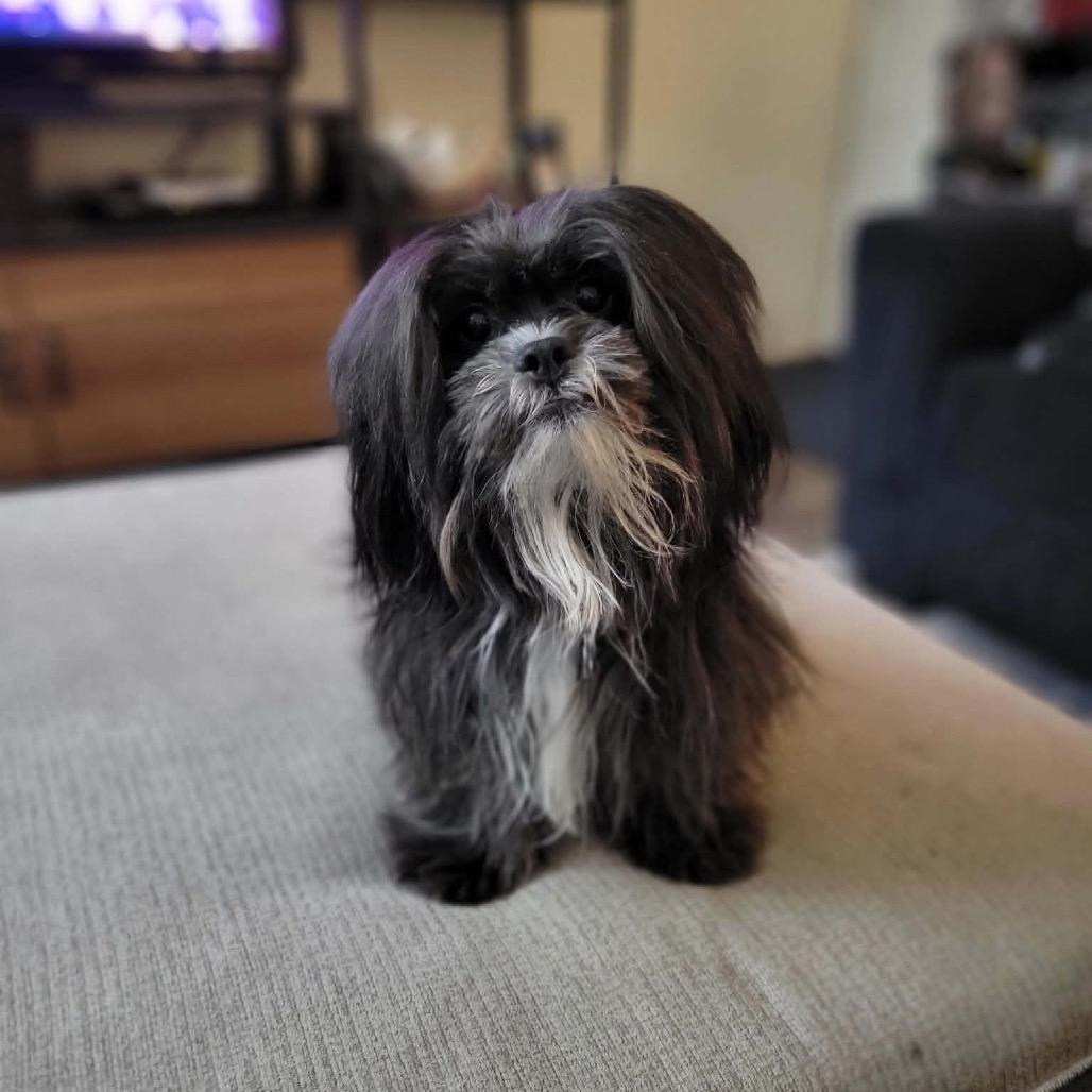 Drexel, a Adoptable mixed breed in Phoenix, AZ image 2/6