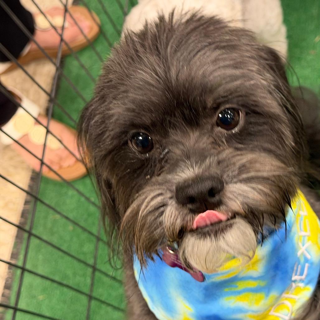 Enlarge Drexel, a Adoptable mixed breed in Phoenix, AZ image 3/6