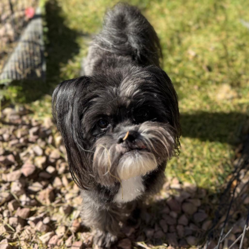 Drexel, a Adoptable mixed breed in Phoenix, AZ image 3/6