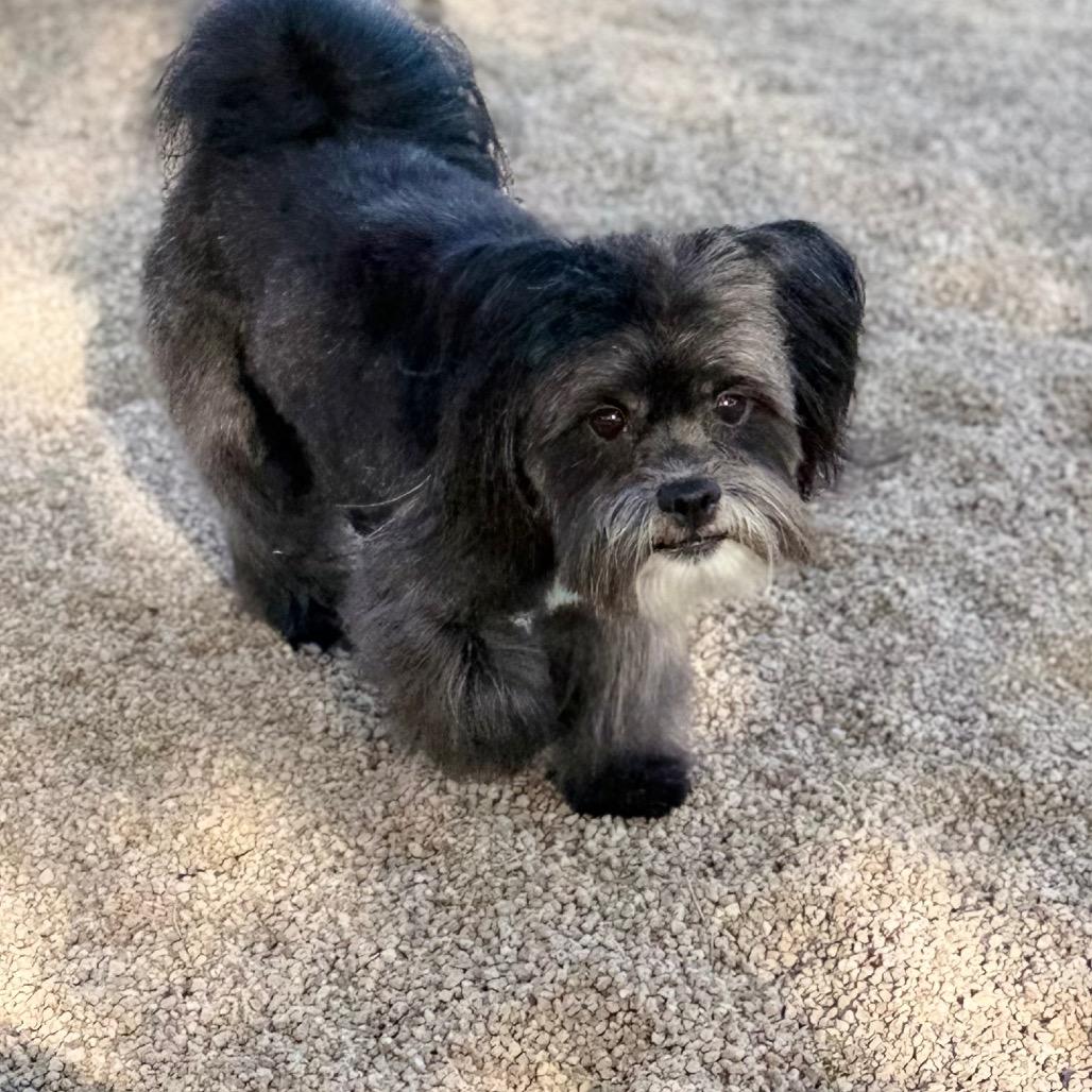 Drexel, a Adoptable mixed breed in Phoenix, AZ image 4/6