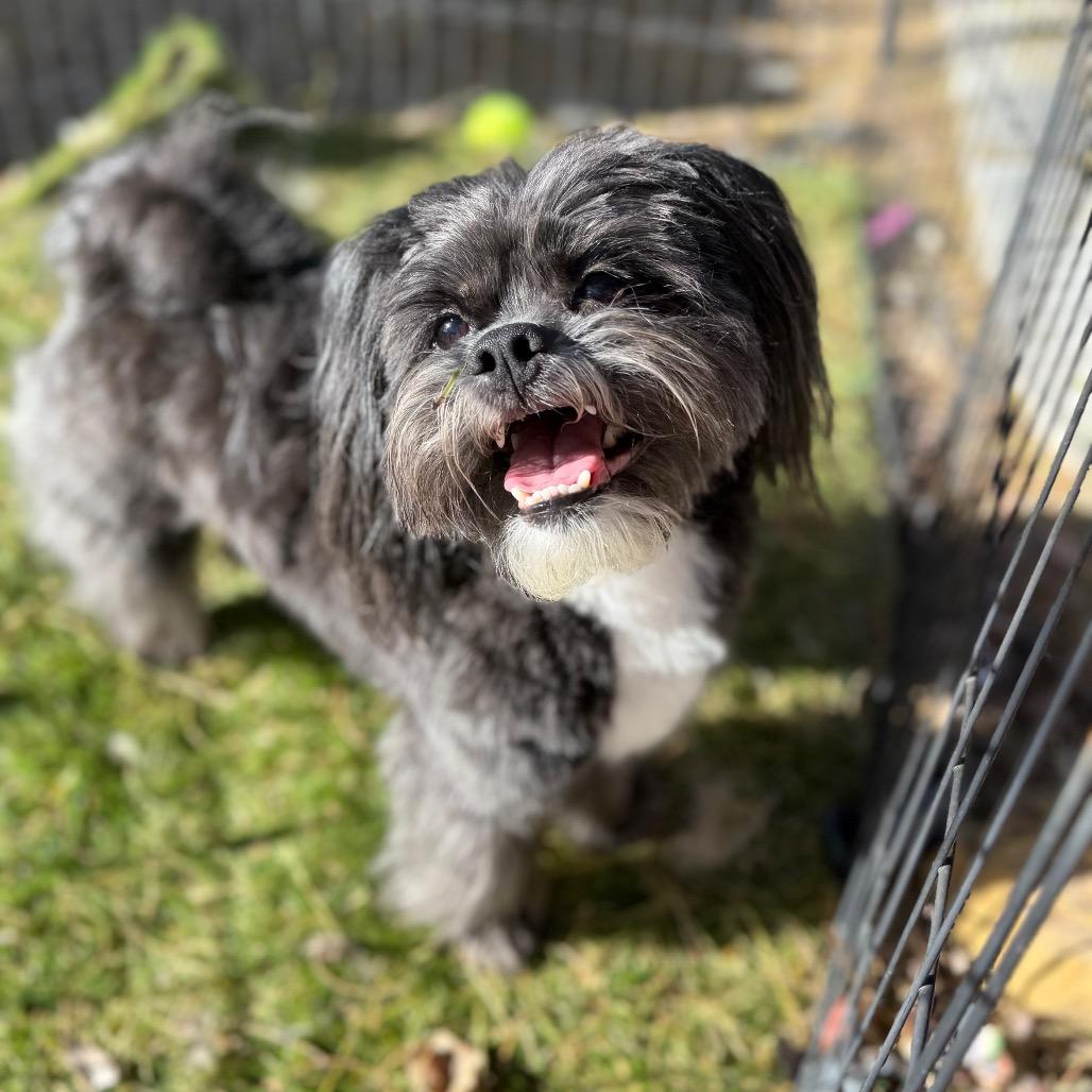 Drexel, a Adoptable mixed breed in Phoenix, AZ image 5/6