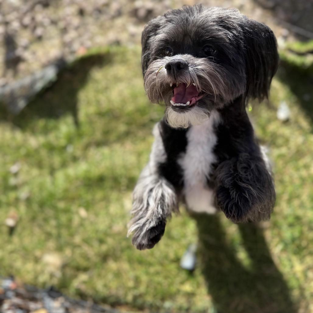 Drexel, a Adoptable mixed breed in Phoenix, AZ image 6/6