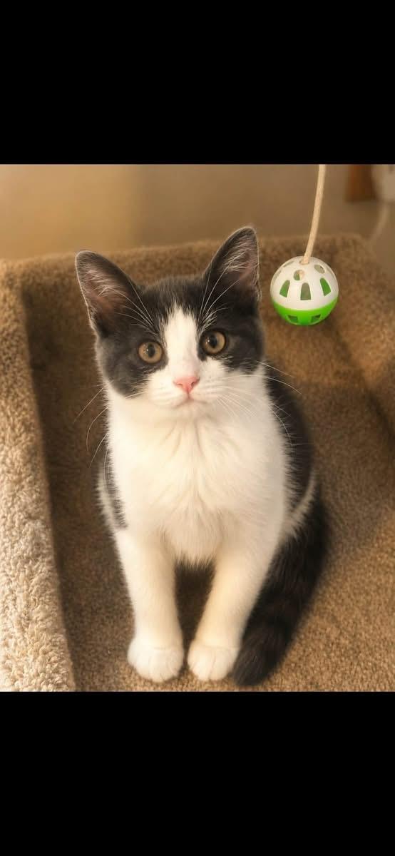 Prince and Duke- bonded, Adoptable, Kitten Male Domestic Short Hair.