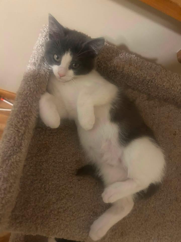 Prince and Duke- bonded, a Adoptable Domestic Short Hair in Enfield, CT image 2/6
