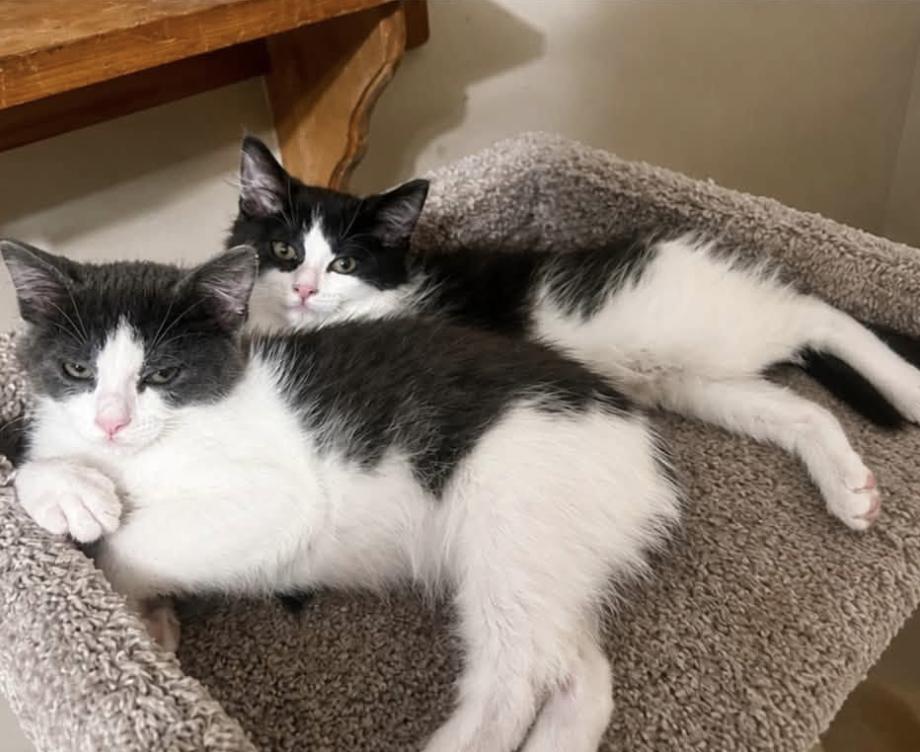 Prince and Duke- bonded, a Adoptable Domestic Short Hair in Enfield, CT image 3/6