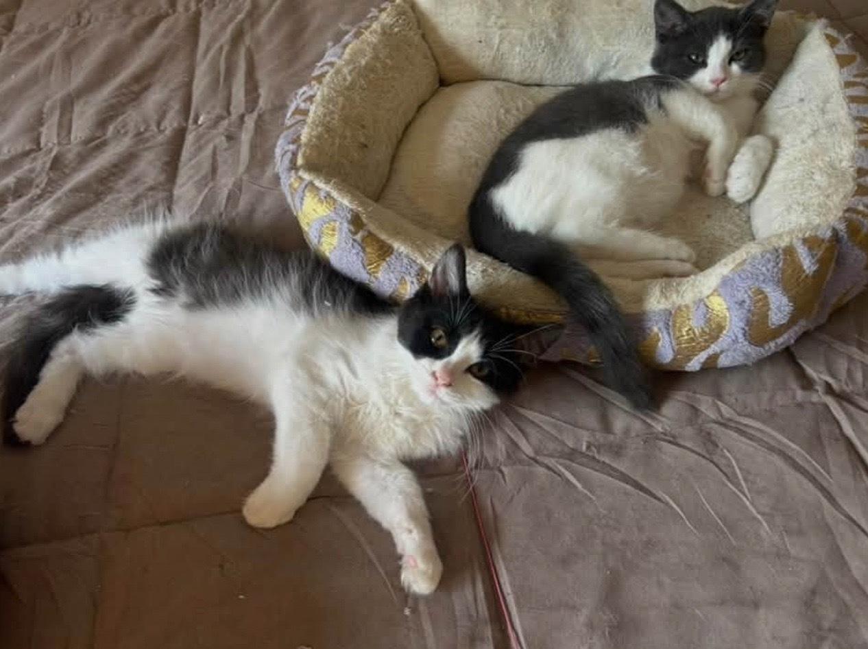 Prince and Duke- bonded, a Adoptable Domestic Short Hair in Enfield, CT image 4/6