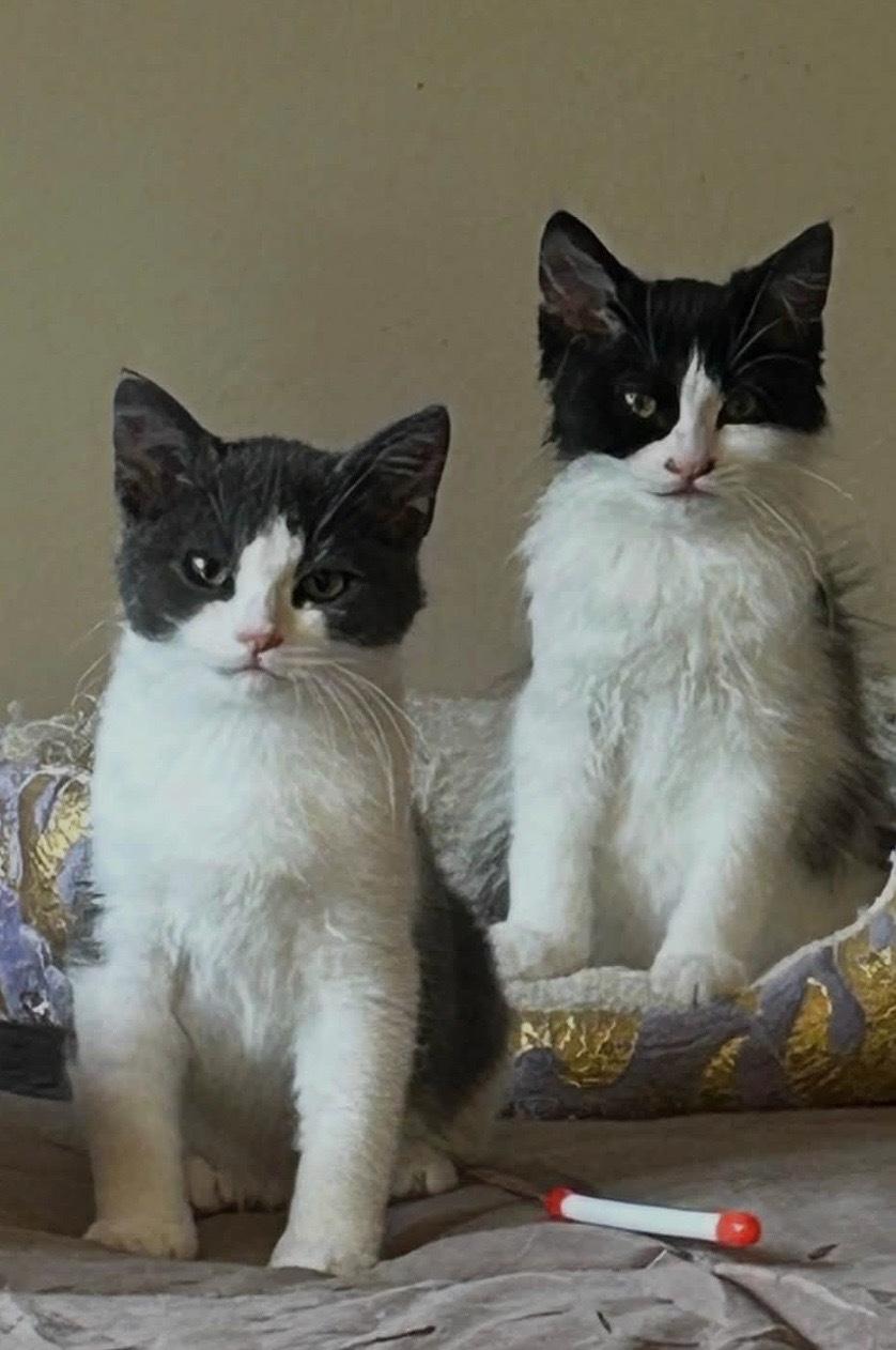 Prince and Duke- bonded, a Adoptable Domestic Short Hair in Enfield, CT image 6/6