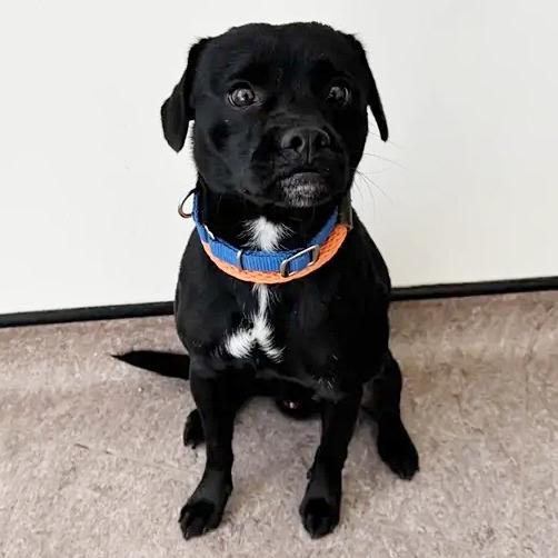 Enlarge Oak, a Adoptable Pug in Saint Louis, MO image 2/2