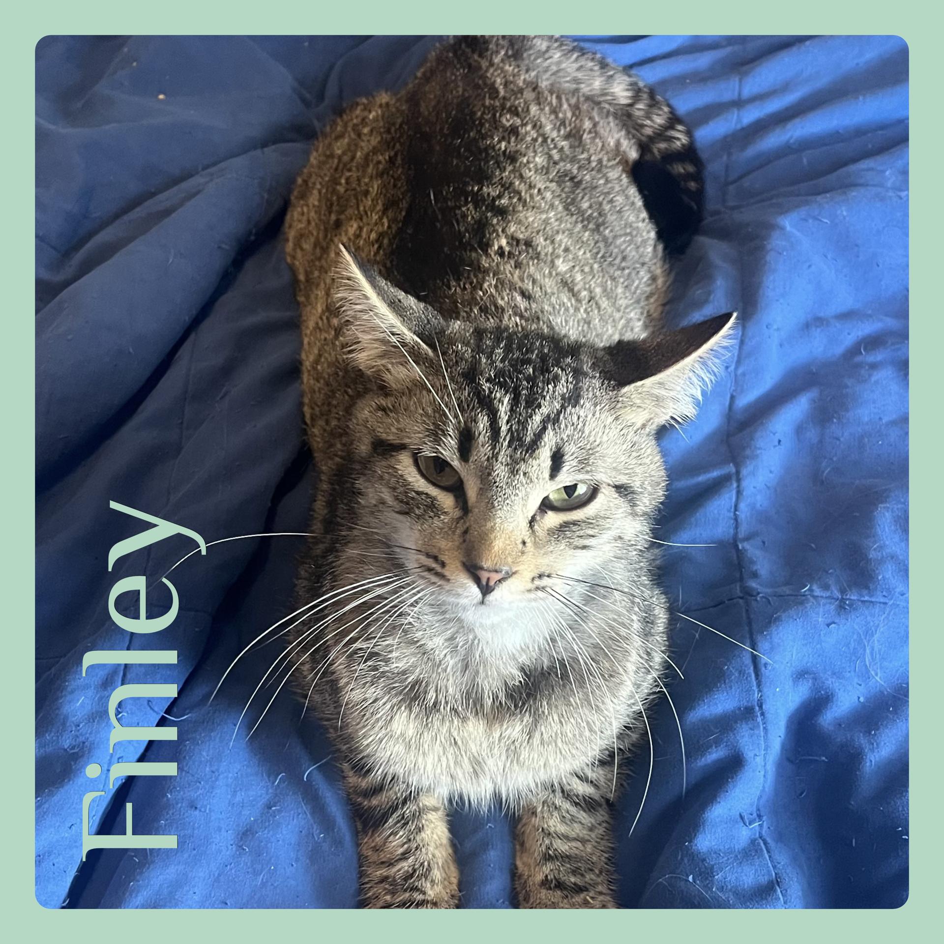 FINLEY, adopted, Young Male Tabby.