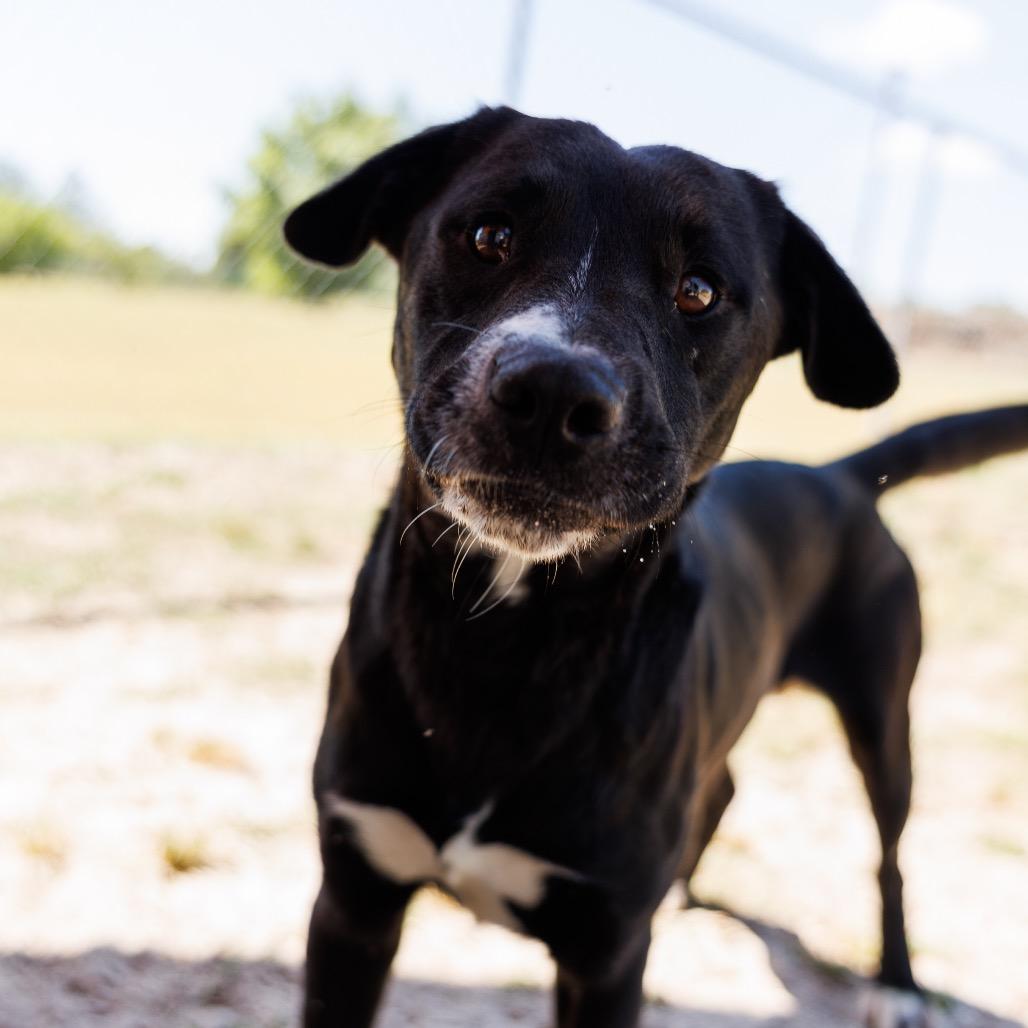 Enlarge Avery, a Adoptable mixed breed in Valdosta , GA image 1/6