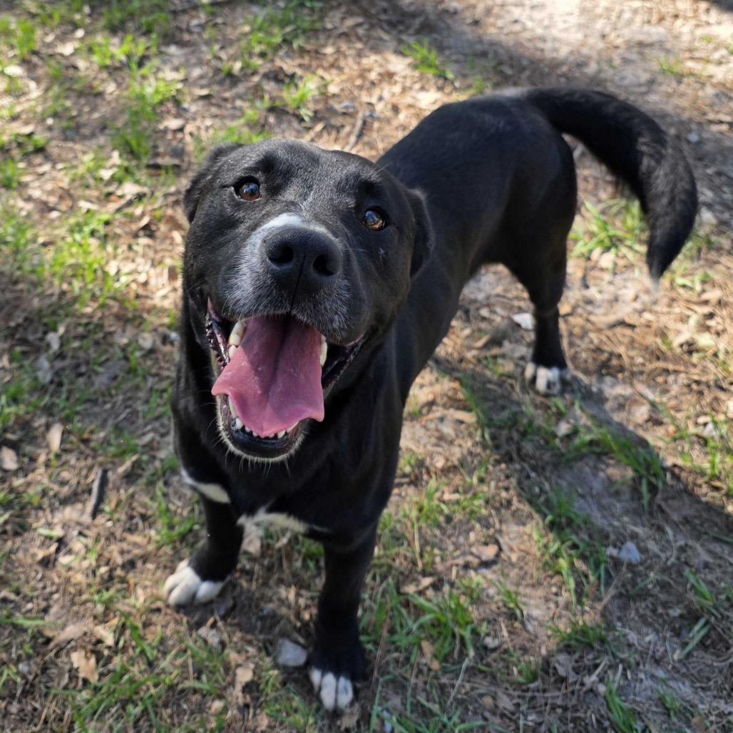 Enlarge Avery, a Adoptable mixed breed in Valdosta , GA image 2/6