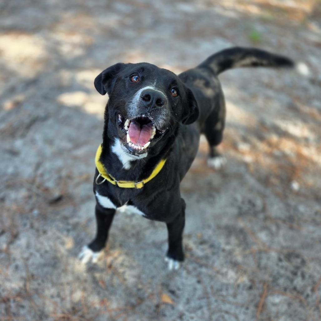 Enlarge Avery, a Adoptable mixed breed in Valdosta , GA image 4/6