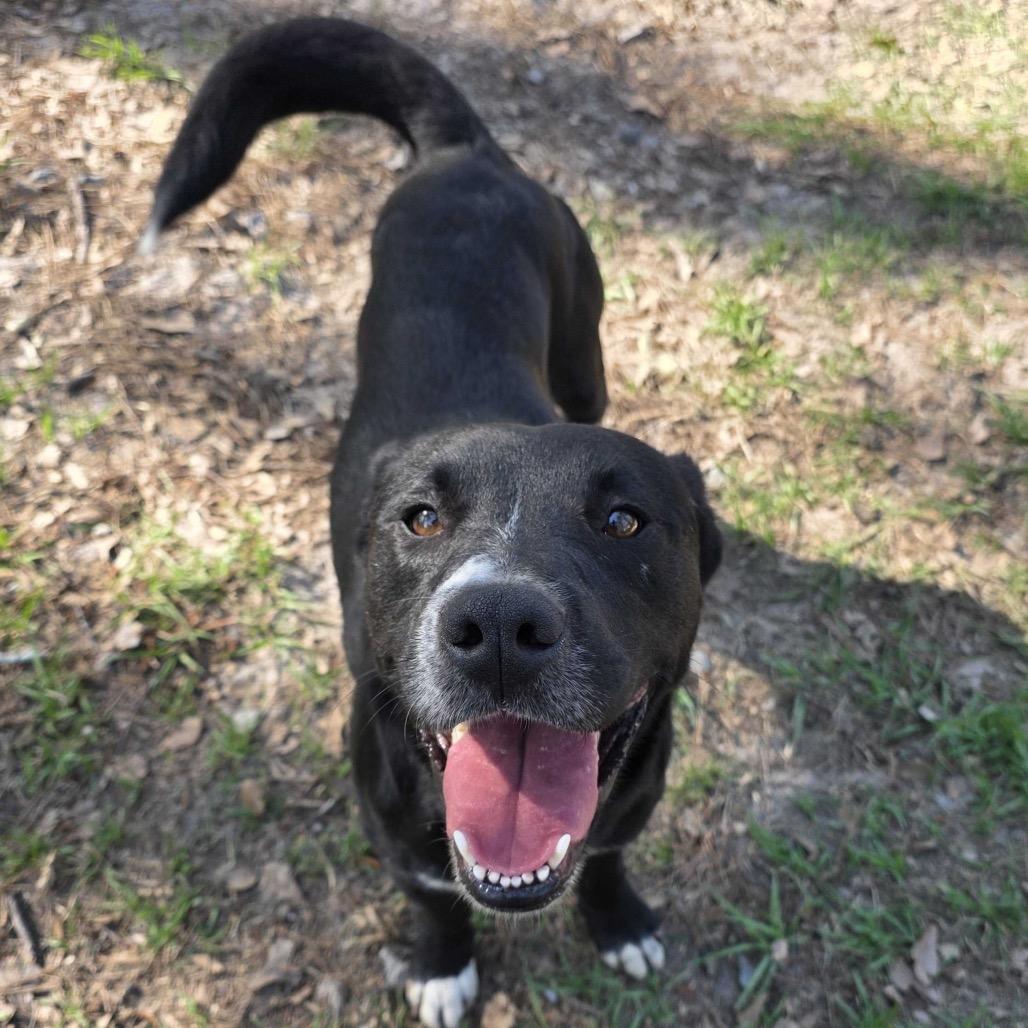 Enlarge Avery, a Adoptable mixed breed in Valdosta , GA image 5/6
