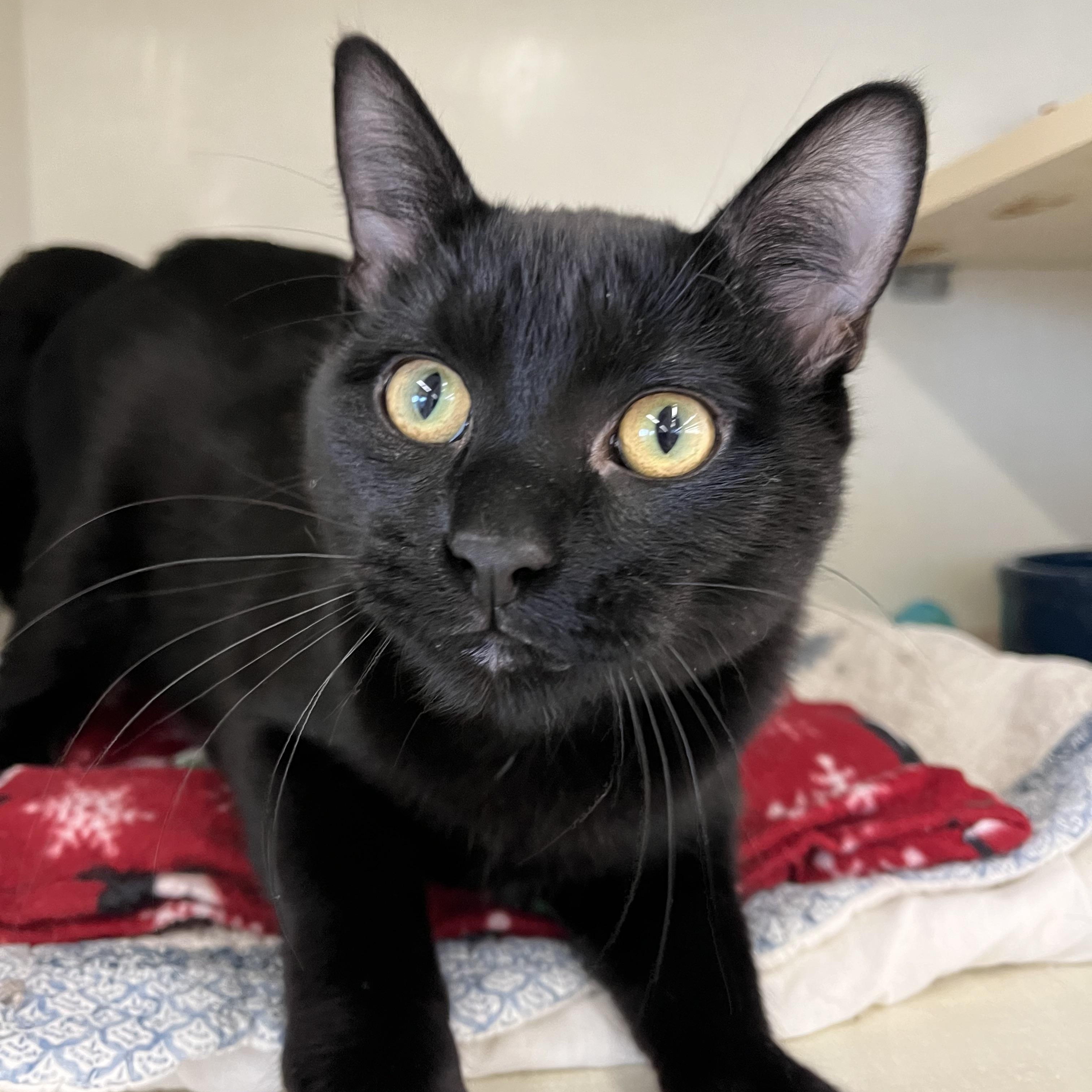 Tom ‘Ali (Tamale), Adoptable, Kitten Male Domestic Short Hair.