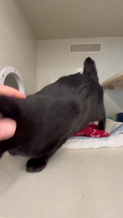 Enlarge Tom ‘Ali (Tamale), a Adoptable Domestic Short Hair in Moline, IL video 3/3