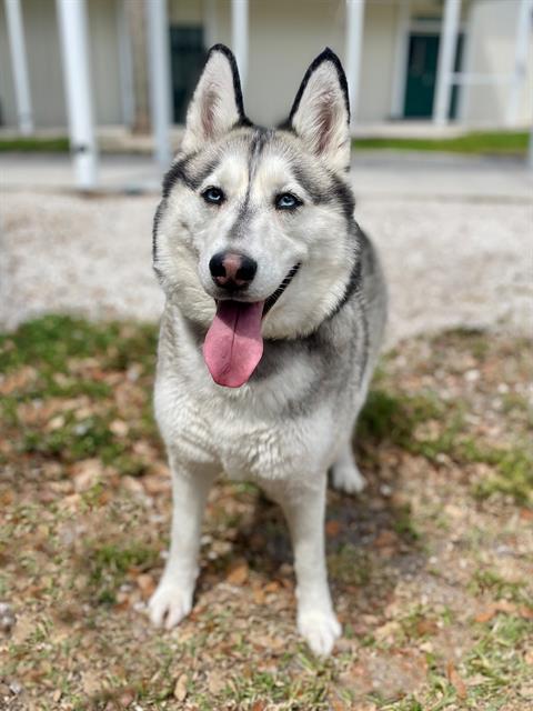 Enlarge NALA, a Adoptable Siberian Husky in Naples, FL image 1/1