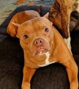 Lolli, ADOPTABLE, Adult Female Pit Bull Terrier.