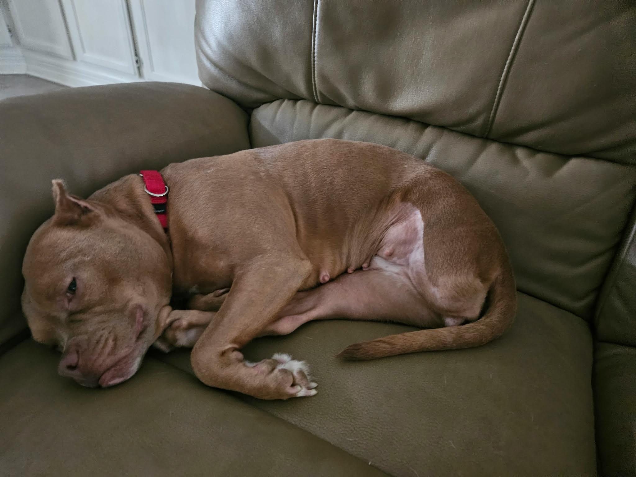 Enlarge Lolli, a other mixed breed in Tylertown, MS image 3/3