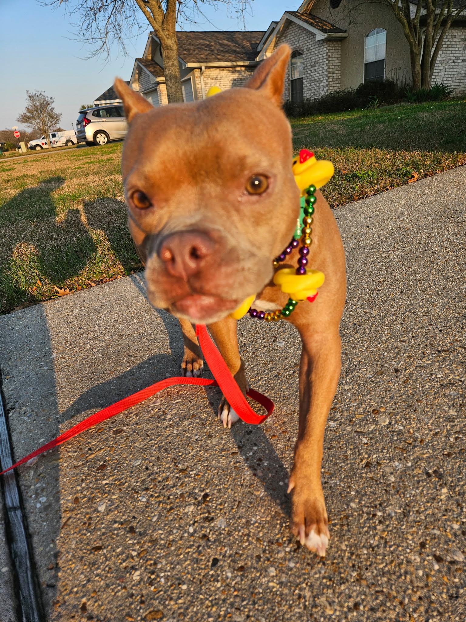 Lolli, ADOPTABLE, Adult Female Pit Bull Terrier.