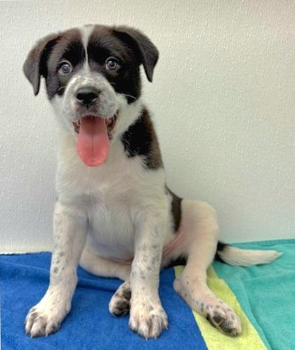 Mozzie, Adoptable, Young Male Cattle Dog & Mixed Breed.