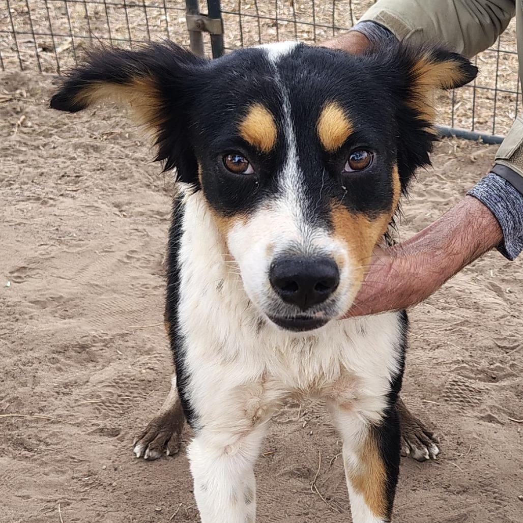 Keanu, Adoptable, Adult Male Australian Shepherd & Mixed Breed.