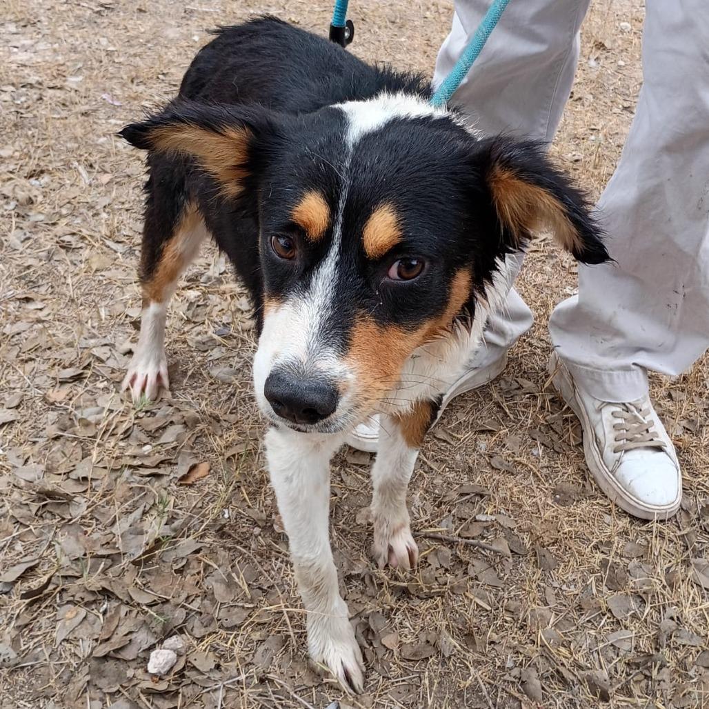 Enlarge Keanu, a Adoptable mixed breed in West Islip, NY image 2/5