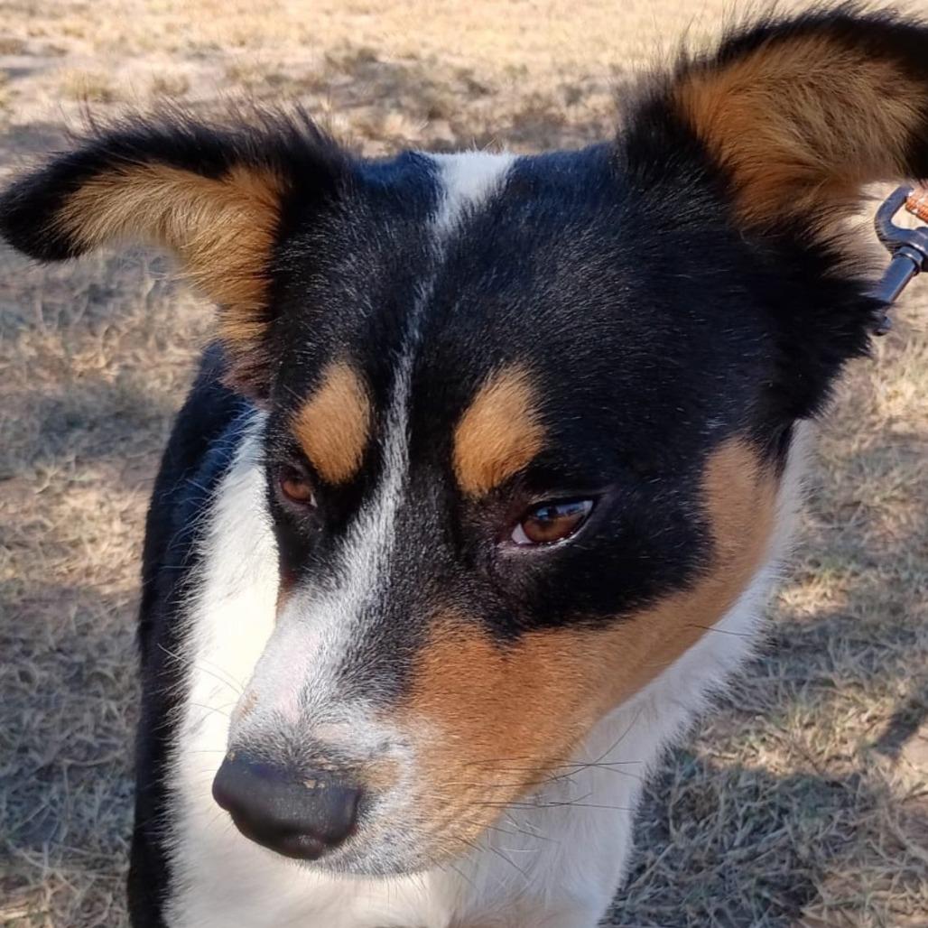 Enlarge Keanu, a Adoptable mixed breed in West Islip, NY image 3/5