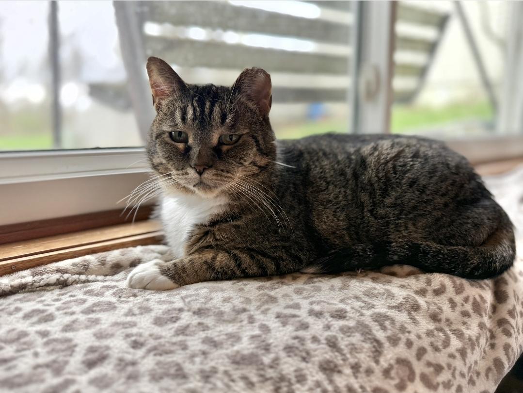 Enlarge Snickers, an adopted Domestic Short Hair in Reeseville, WI image 6/6