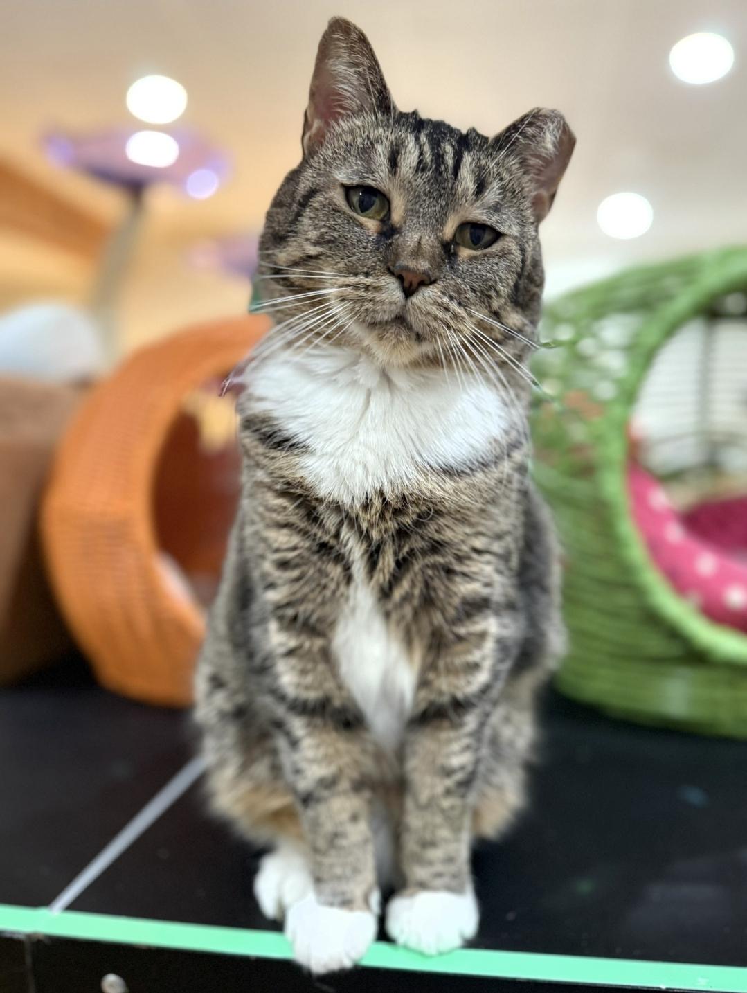 Enlarge Snickers, an adopted Domestic Short Hair in Reeseville, WI image 1/6