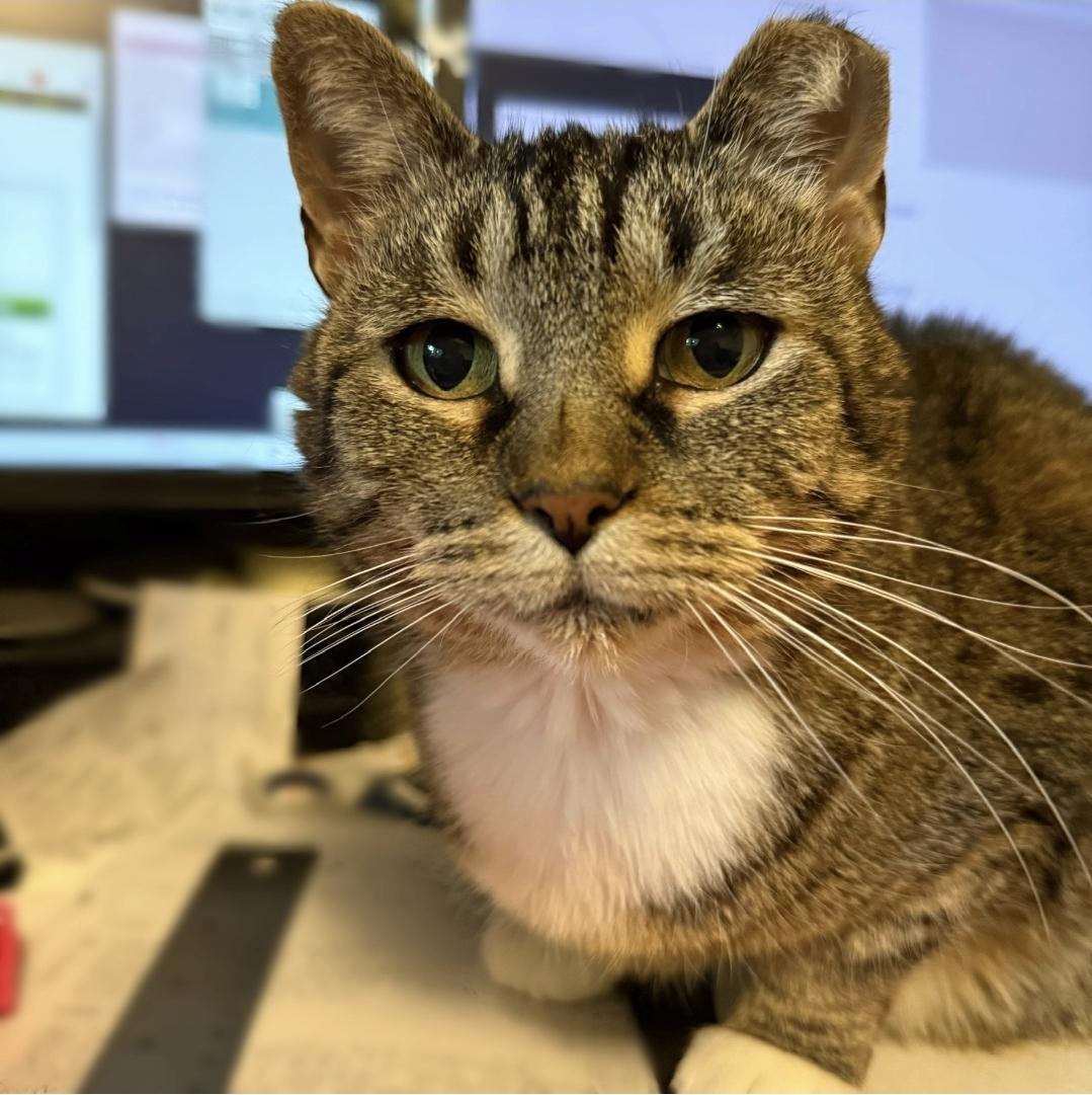 Enlarge Snickers, an adopted Domestic Short Hair in Reeseville, WI image 4/6