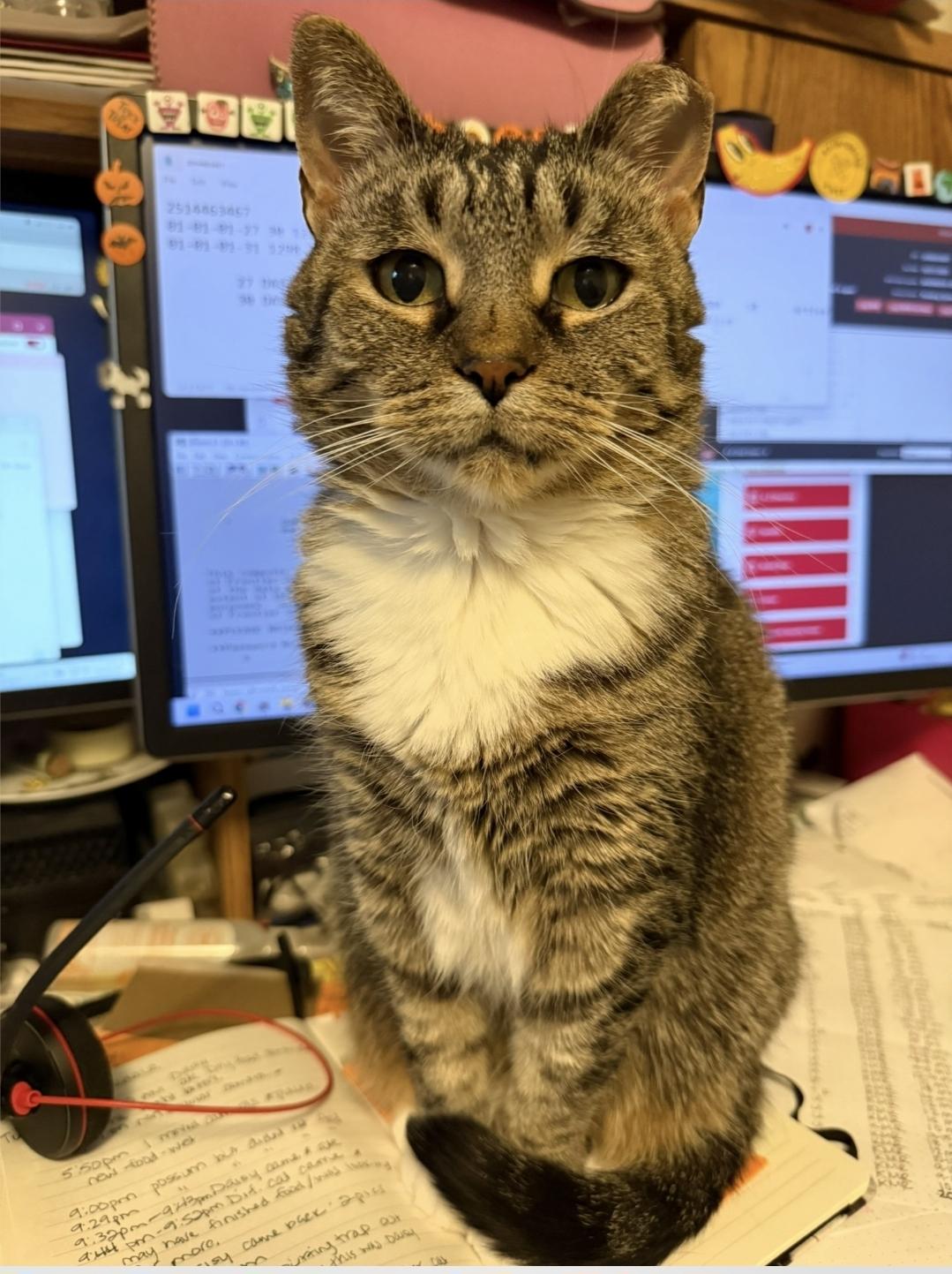 Enlarge Snickers, an adopted Domestic Short Hair in Reeseville, WI image 3/6