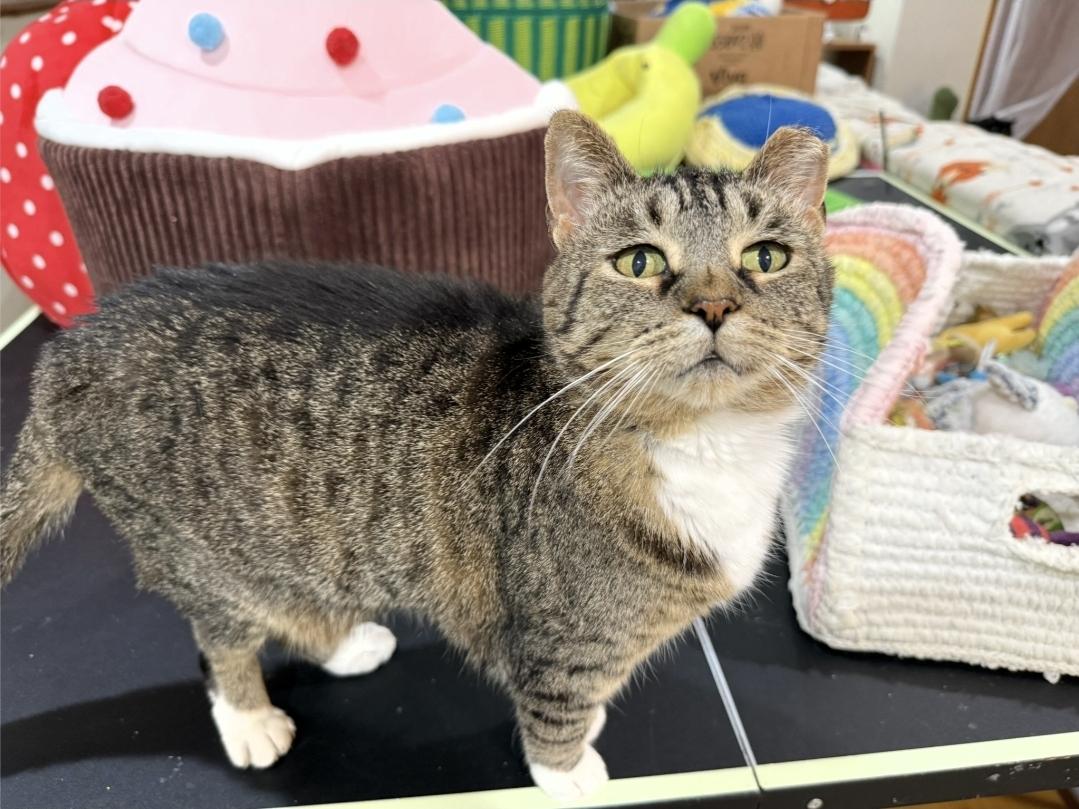 Enlarge Snickers, an adopted Domestic Short Hair in Reeseville, WI image 2/6