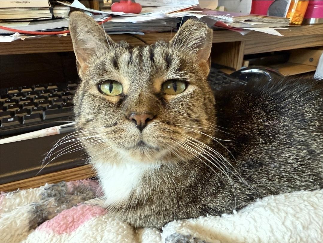 Enlarge Snickers, an adopted Domestic Short Hair in Reeseville, WI image 5/6