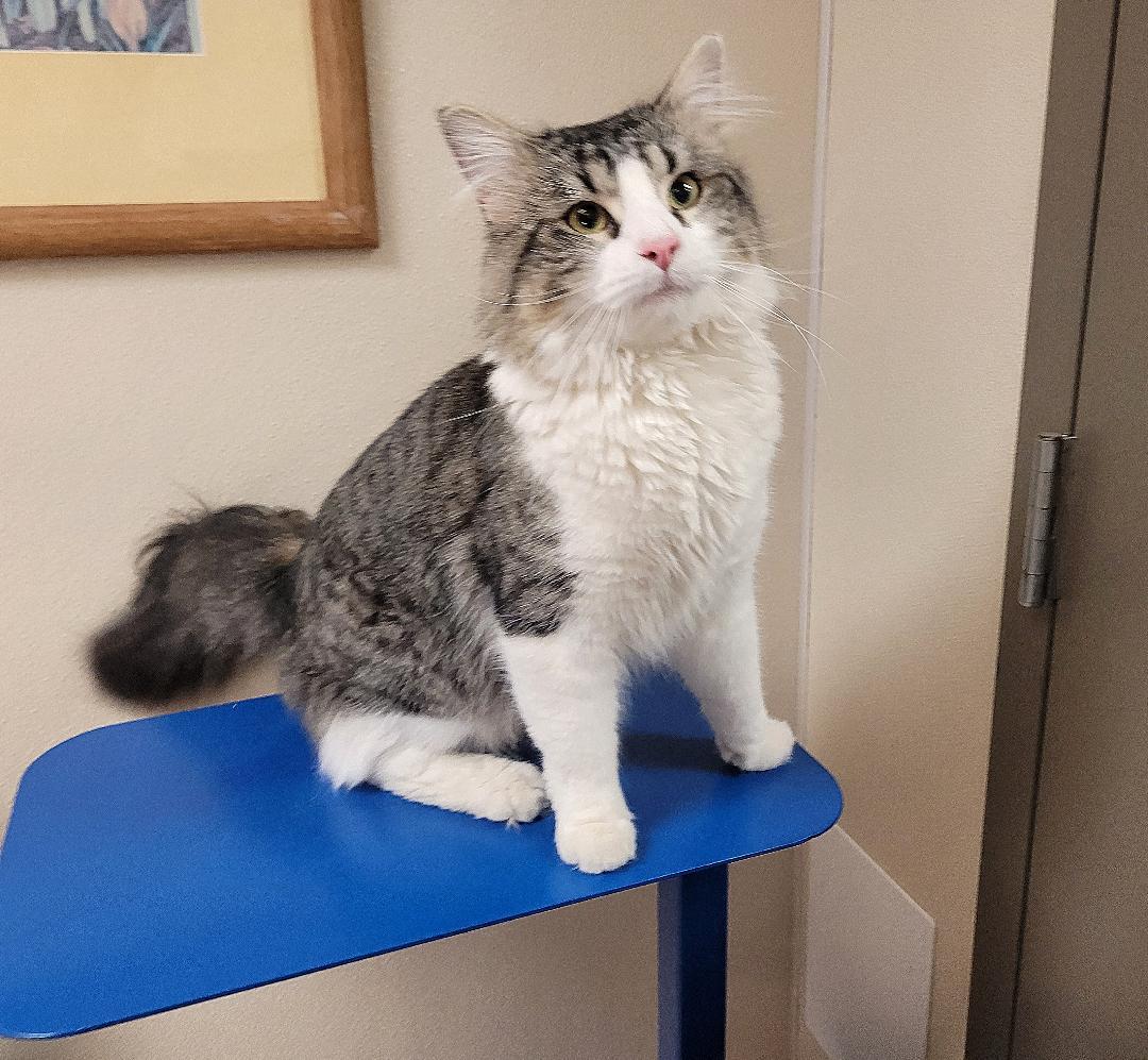 Enlarge Herman, a ADOPTABLE Domestic Medium Hair in Hays, KS image 5/6