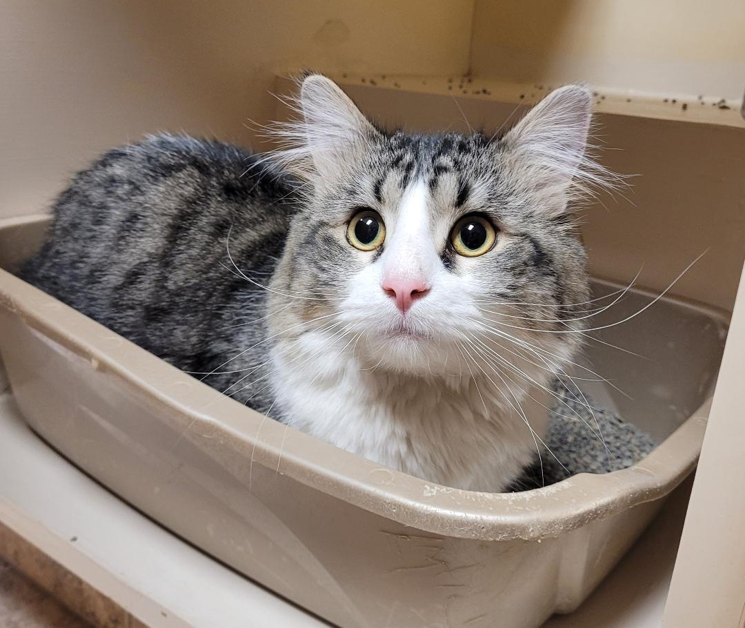 Enlarge Herman, a ADOPTABLE Domestic Medium Hair in Hays, KS image 2/6