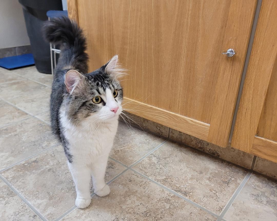 Enlarge Herman, a ADOPTABLE Domestic Medium Hair in Hays, KS image 4/6