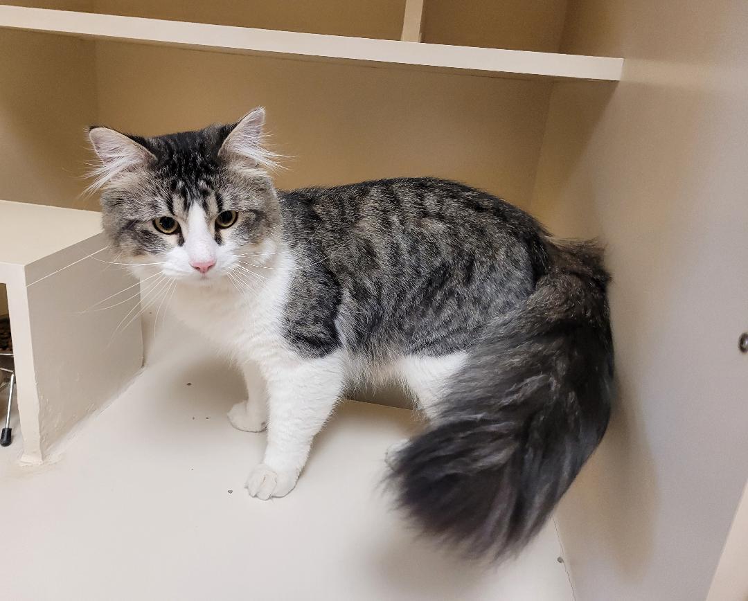 Enlarge Herman, a ADOPTABLE Domestic Medium Hair in Hays, KS image 6/6