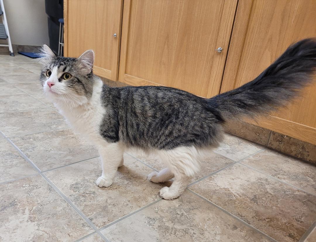 Enlarge Herman, a ADOPTABLE Domestic Medium Hair in Hays, KS image 1/6