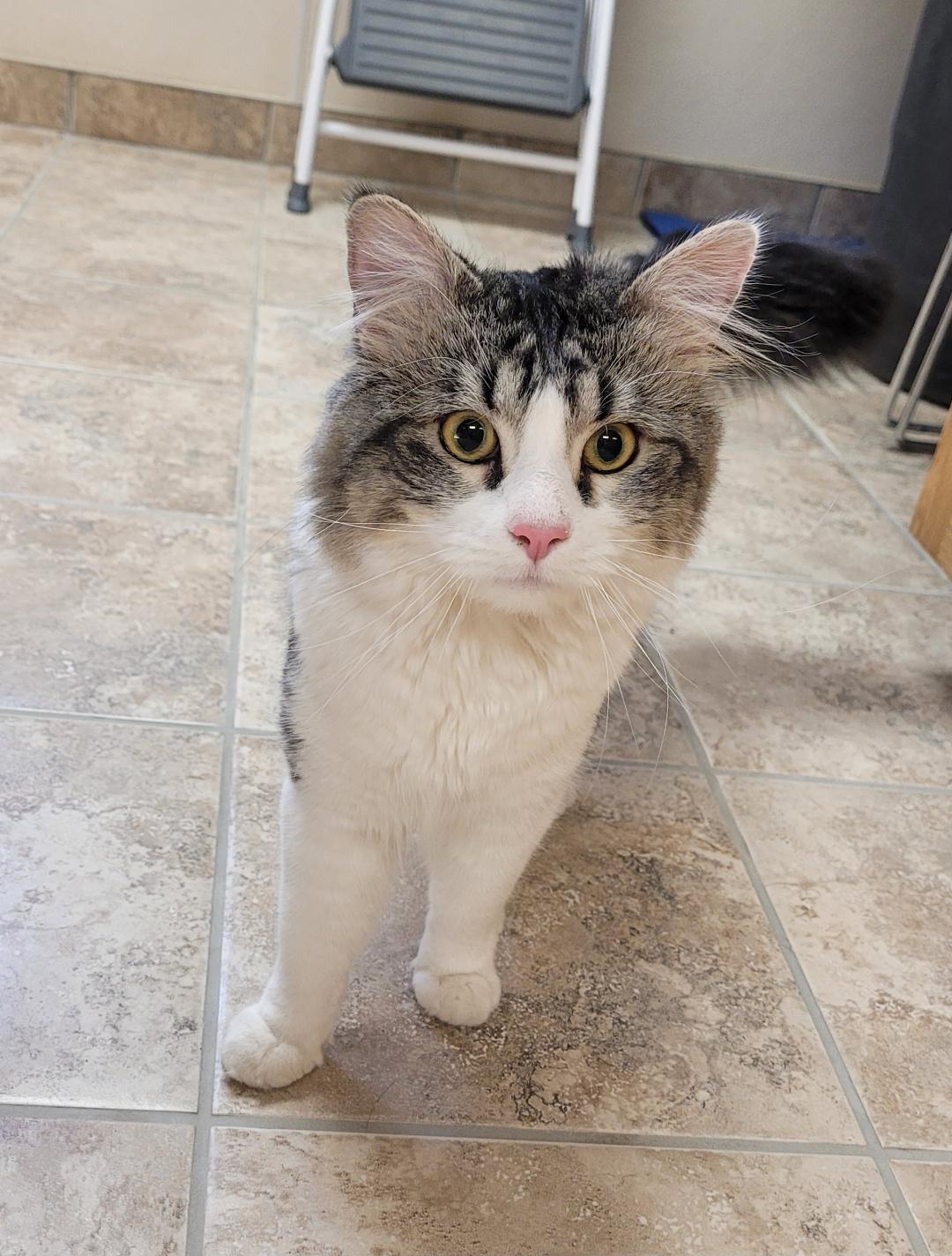 Enlarge Herman, a ADOPTABLE Domestic Medium Hair in Hays, KS image 3/6