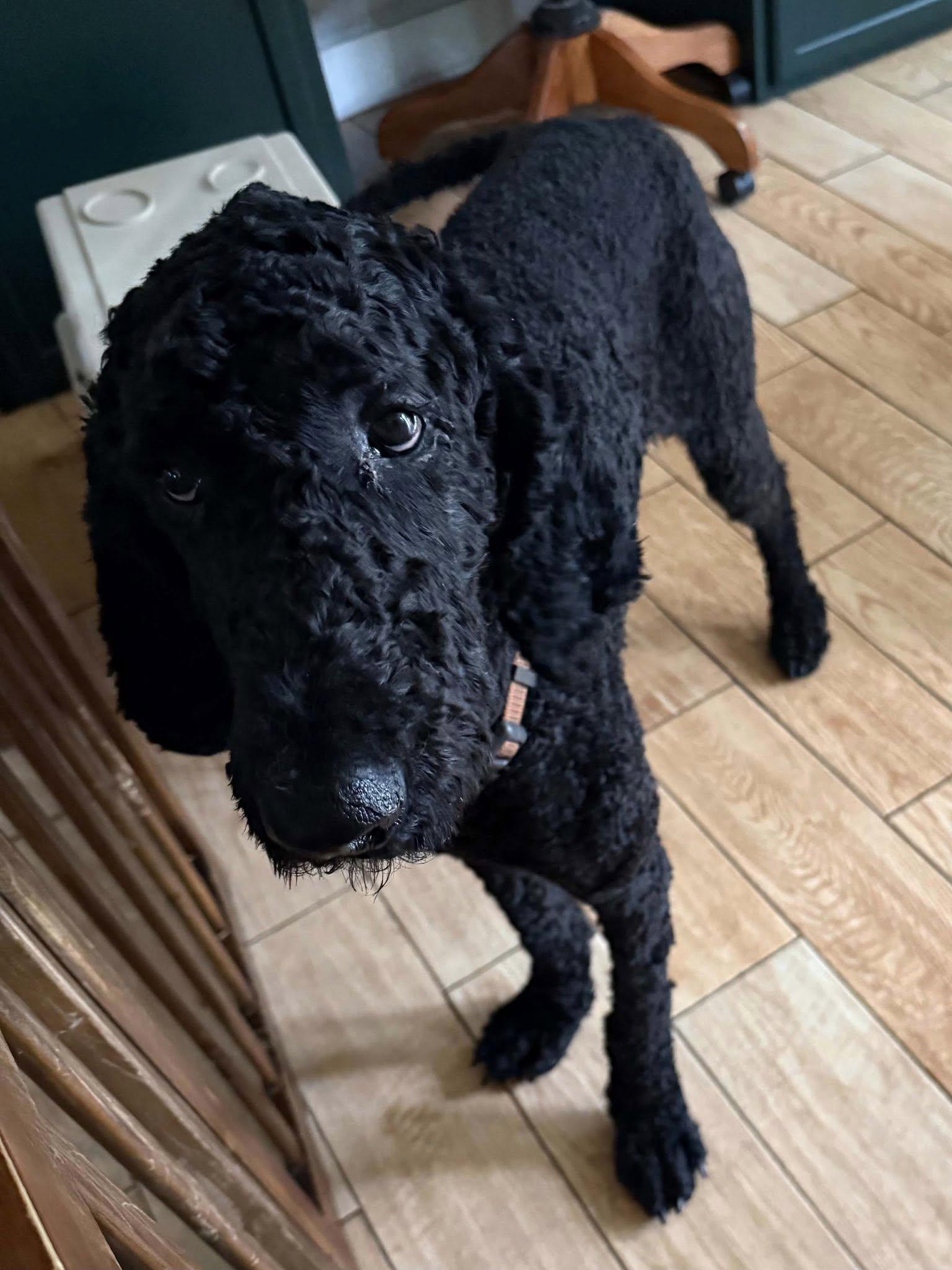 Enlarge Cash, a ADOPTABLE Standard Poodle in Wilmington, NC image 2/2